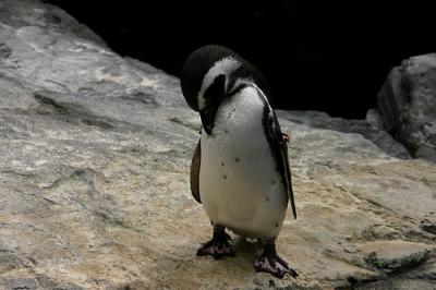 El cambio climático puede reducir la población de pingüinos en un 75%