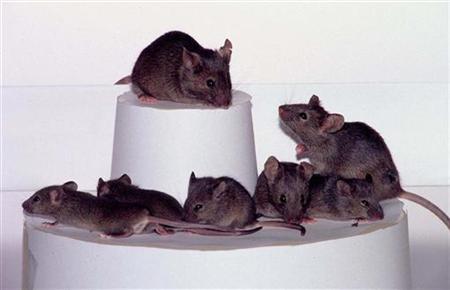 Logran clonar ratones a partir de cadáveres muertos