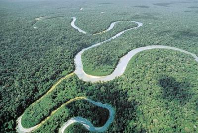 La selva del Amazonas puede reducirse en un 85% debido al cambo climatico.