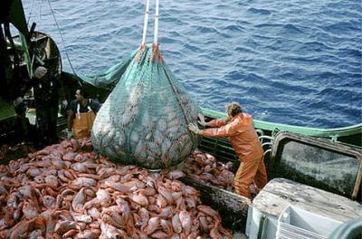 Los efectos de la sobrepesca sobr los depredadores