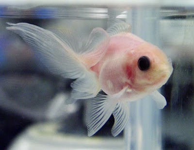 Científicos crean un pez transparente con sus órganos a la vista