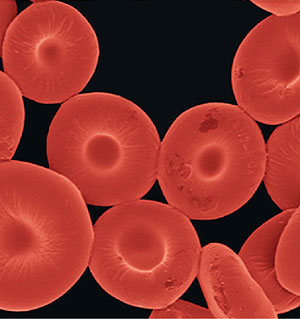 Crean glóbulos rojos