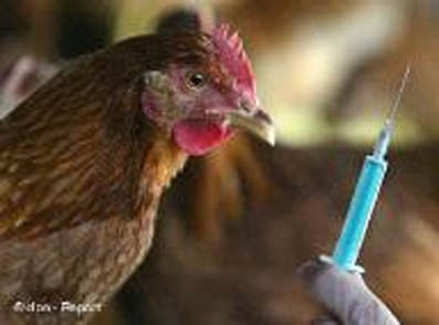 Gripe H9N2 nueva cepa de la Gripe Aviar